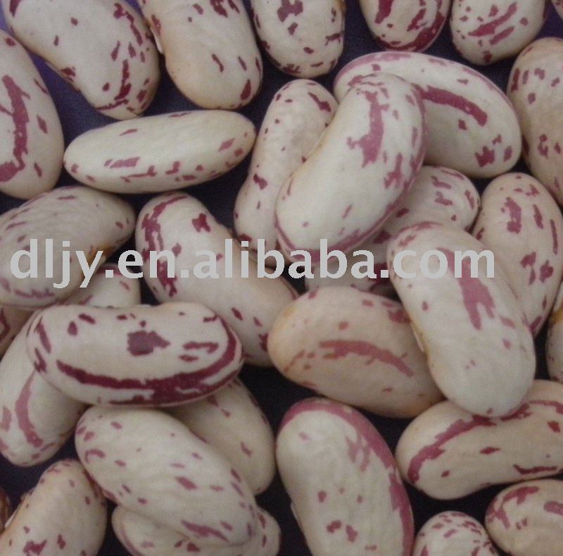 Long Shape Light Speckled Kidney Beans  With Yian Type