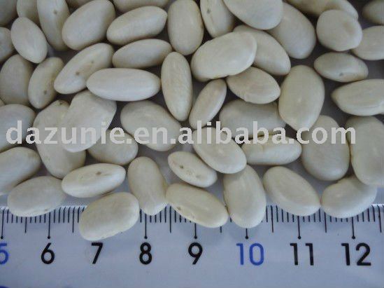 Medium White Kidney Beans 220-240