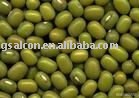new crop Chinese green bean