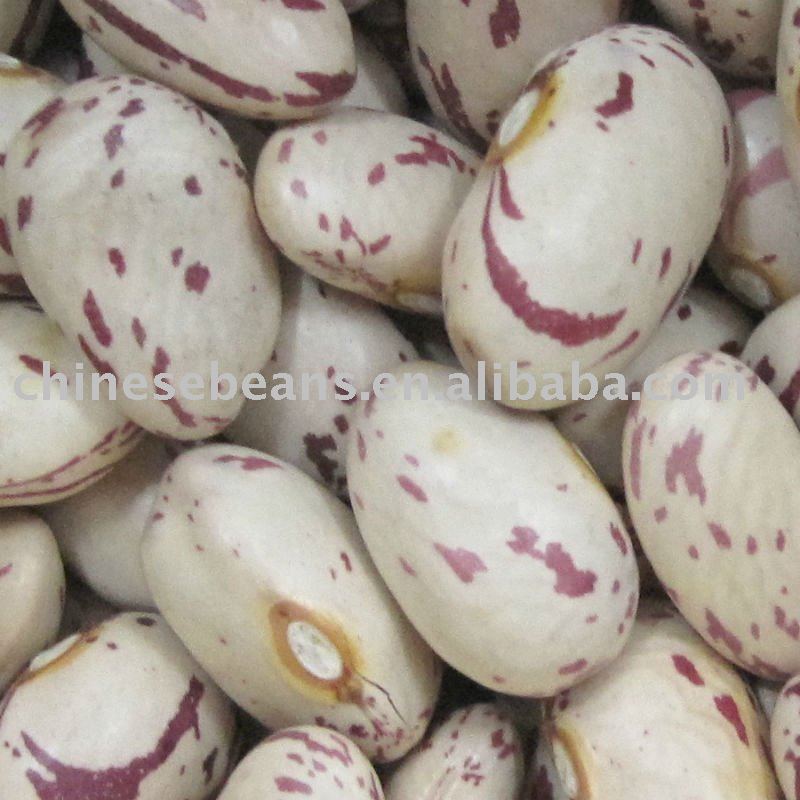 Chinese New Crop Pinto beans