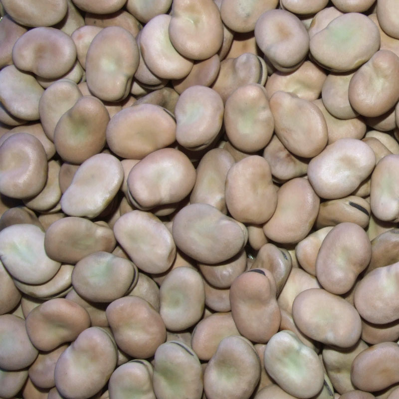 Sell Broad Beans(new crop)