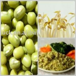 Non-GMO  Northeast  China Green Mung Beans,for Sprouting