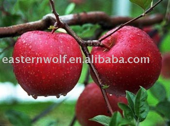 Fresh Chinese Fuji Apple