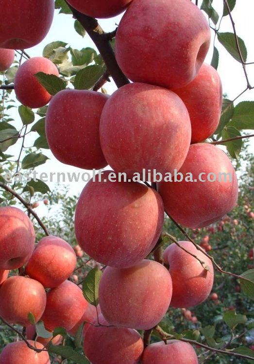 Delicious Red Fuji Apple