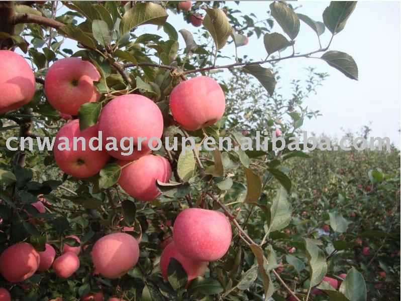 red honey apple