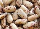 2010 speckled kidney beans