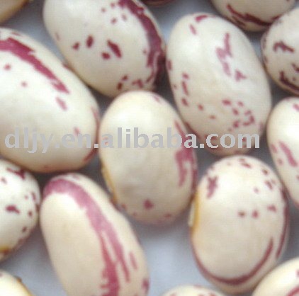 2010 New Crop Light Speckled Kidney Beans Round Shape (Factory