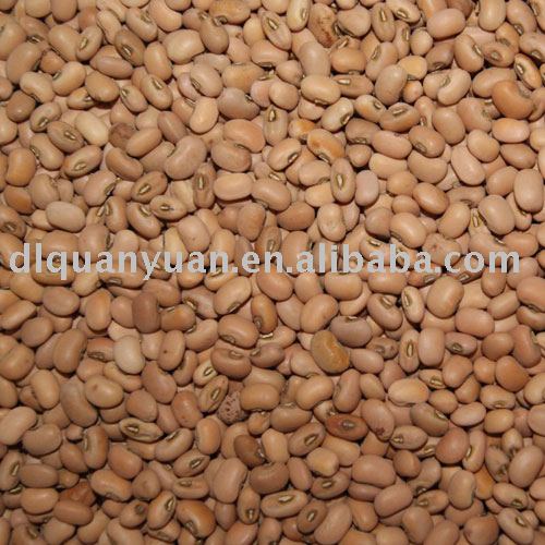 Cowpea