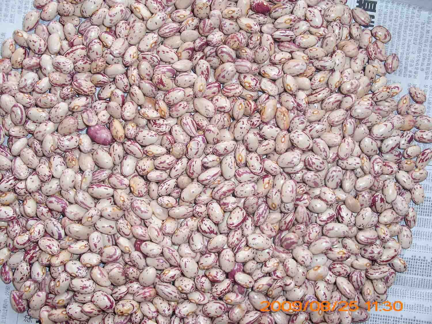 light speckled kidney bean