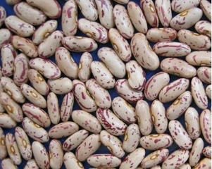 kidney bean