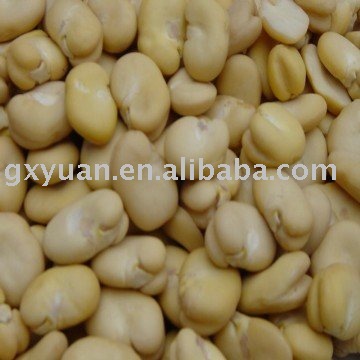 yellow broad bean