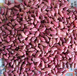 Red Pinto Bean