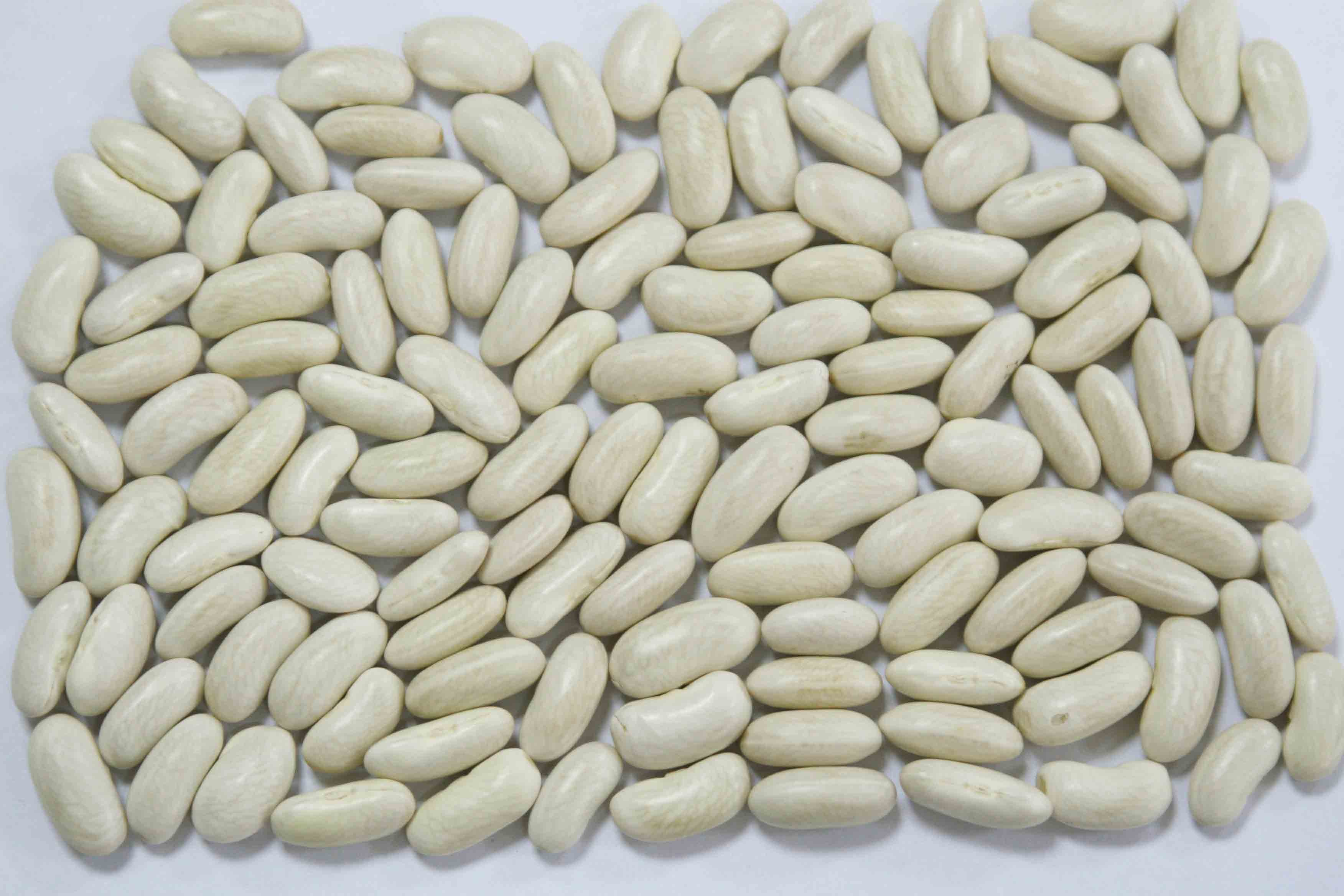  Baishake   white   kidney   bean 