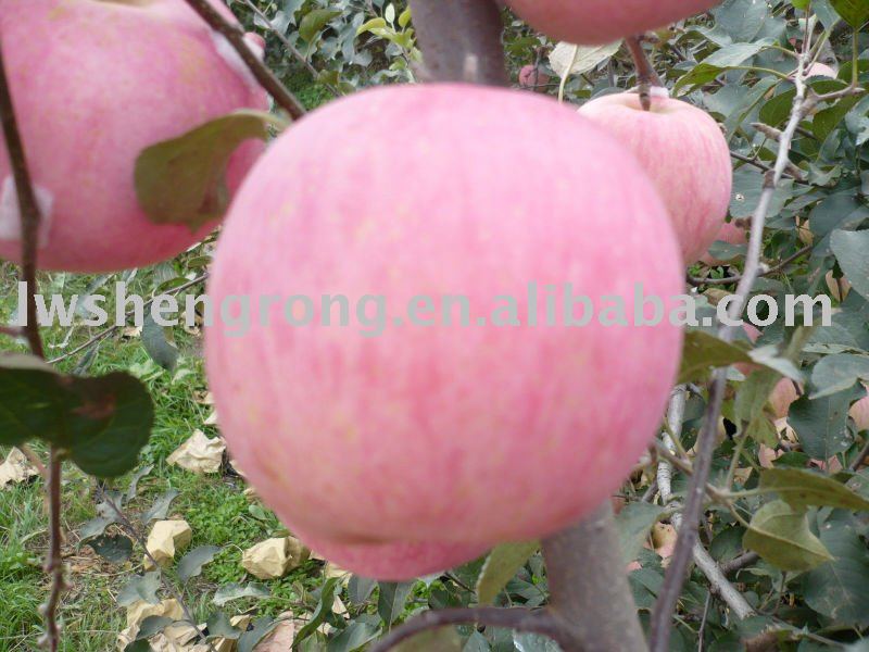 2010 red fuji  apple , fresh   chinese   apple 