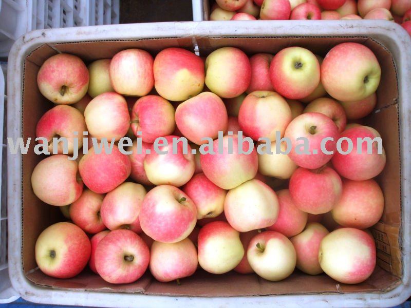 GALA APPLE