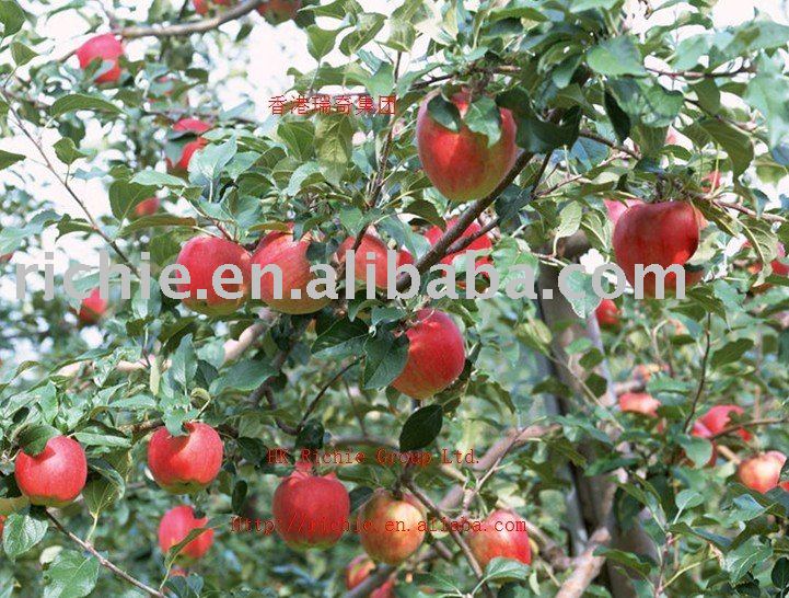 Red Honey Apple