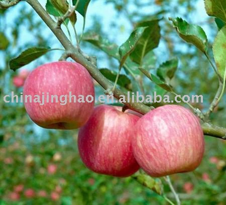 Hot Products and Sweet Taste - 2010 new crop Sweet Fresh Yantai Red Fuji Apple for Sale