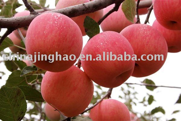 High Quality Products and Sweet Taste - 2010 new crop Sweet Fresh Yantai Red Fuji Apple for Sale