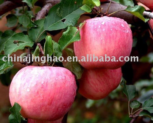 Hot Products and Taste Well - 2010 new crop Sweet Fresh Yantai Red Fuji Apple for Sale