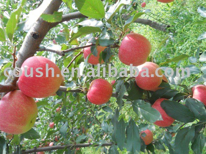 Chinese Fresh Gala Apple