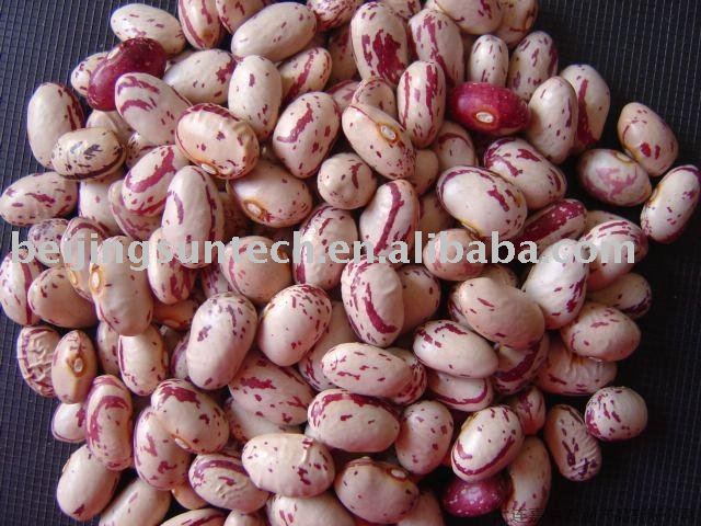 Light speckled kidney beans round shape