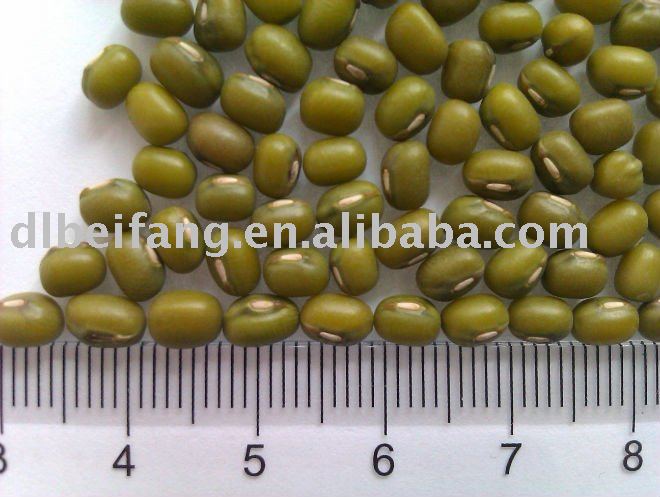 Mung Bean ( Sprouting type,2010 crop, jilin origin, hps)
