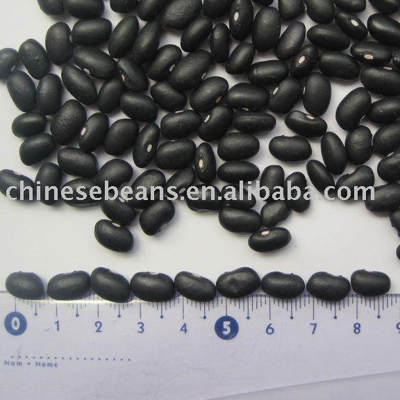 new crop chinese small  black   turtle   beans 