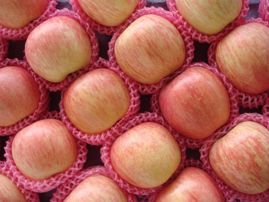 Chinese  Fuji   Apple  in  18KG / CTN  Package, MOQ:1*40 FCL