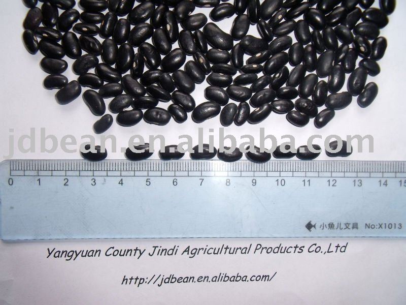 NEW CROP 2010 big black kidney bean