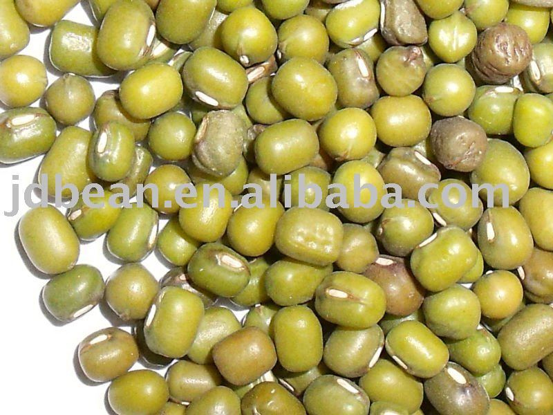 Sprouting  mung beans