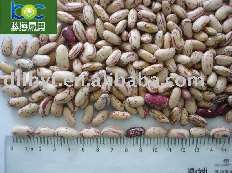 Light Speckled Kidney Beans Long Shape