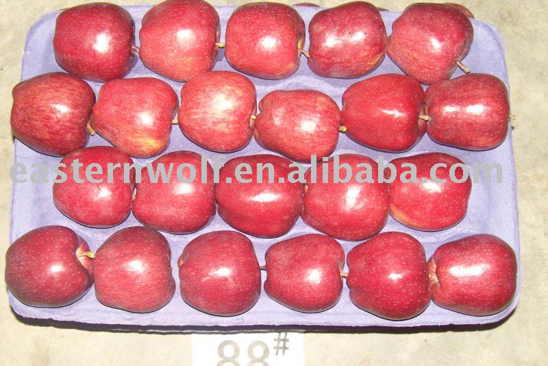 Fresh red delicious apple,top quality,2010crop!