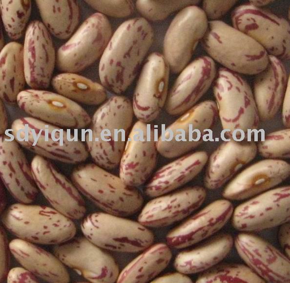 Light speckled kidney bean