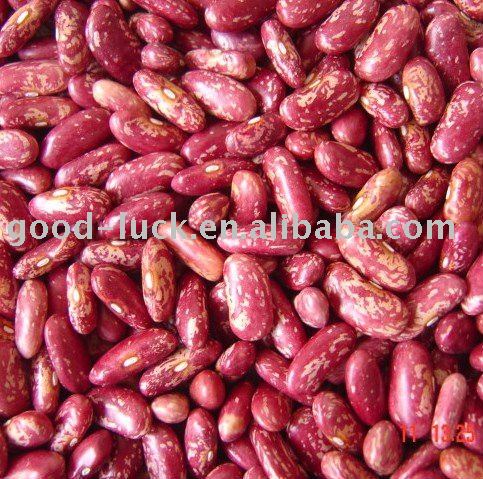 2010Crop  Dry Red Pinto Beans