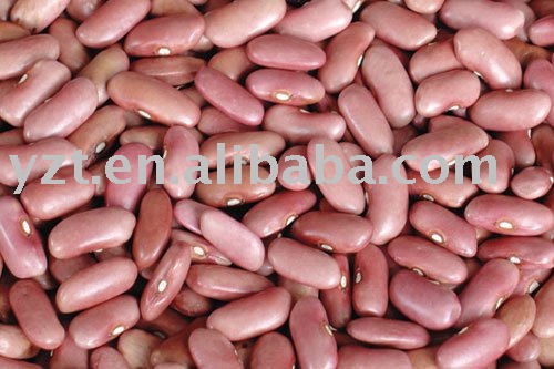 long sharp  red   light   kidney   bean 