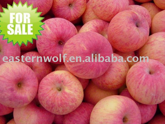 Chinese Fresh Red Fuji Apple in Carton, MOQ:1*40 FCL