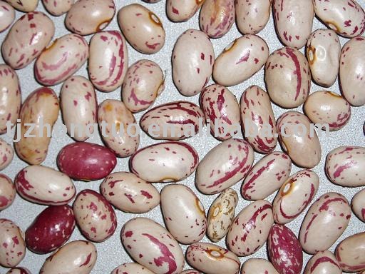 chinese cranberry beans