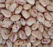 Light Speckled Kidney Beans American Round