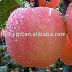 chinese red fuji apple