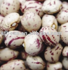 Light Speckled Kidney Bean Xinjiang Type