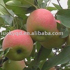 fresh chinese red fuji apple
