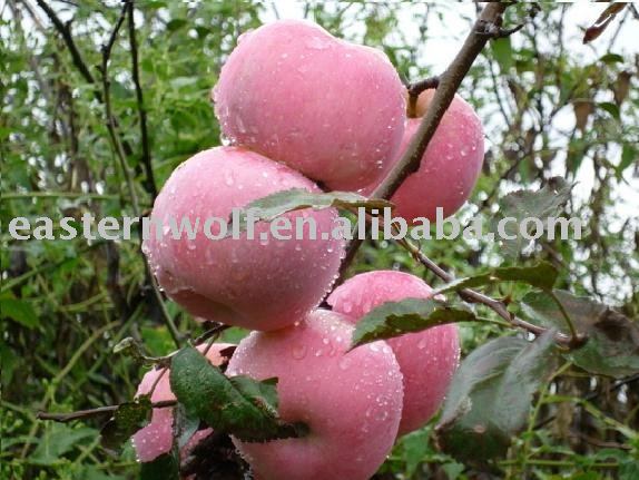 Fresh Red Fuji Apple in Carton, New Crop