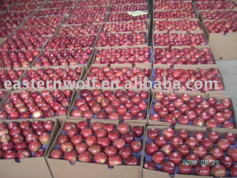 Chinese Red Delicious Apple