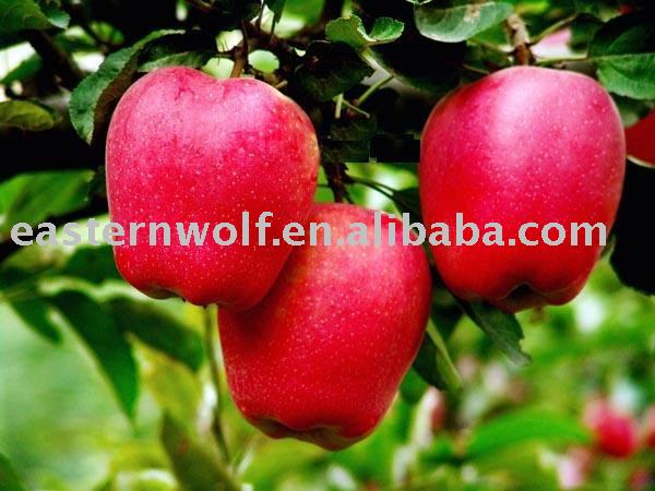 Fresh Chinese Red Huaniu Apple
