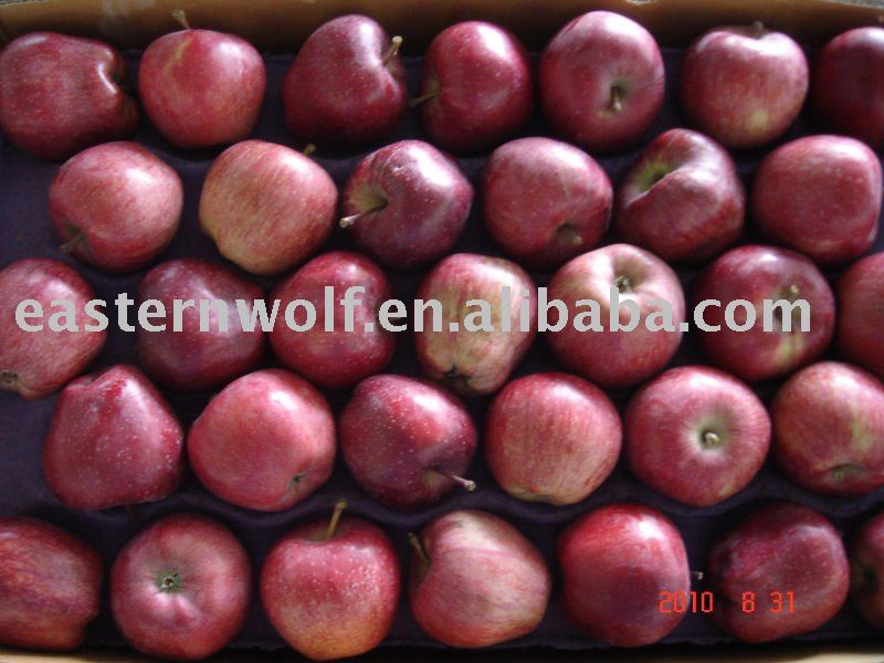 Fresh  Red   Huaniu   Apple  in 20 KG/CTN