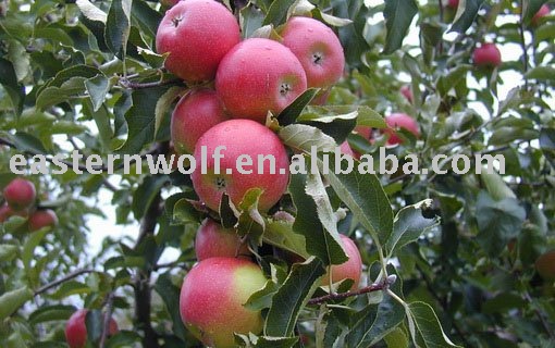 Fresh Qinguan Apple in 20KG/CTN