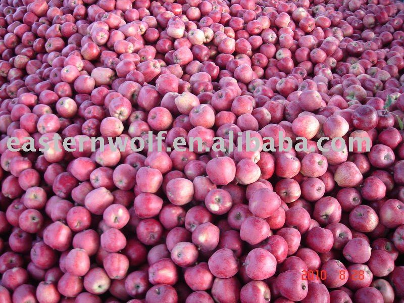 Fresh  Red   Huaniu  Apple in Carton