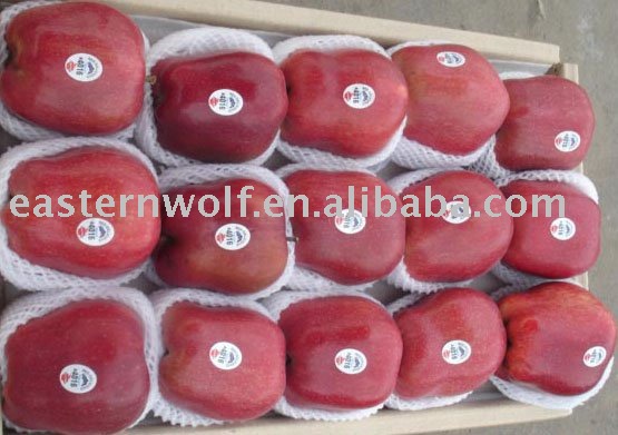 2010 New Crop Fresh Red Delicious Apple