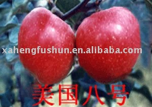  jonagold   apple 