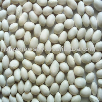 White Kidney Beans Round Shape